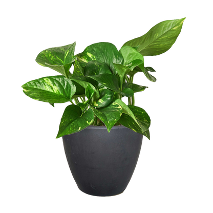 Pothos 'Golden'