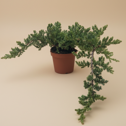 Bonsai Juniper