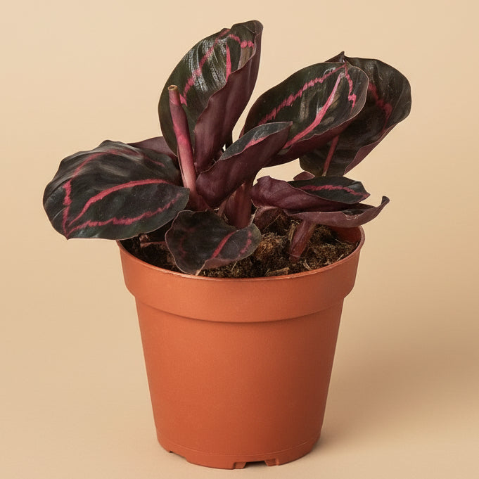 Calathea 'Dottie'