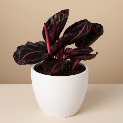 Calathea 'Dottie'