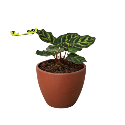 Calathea 'Makoyana'