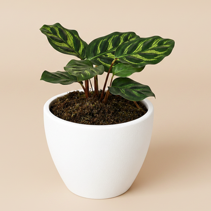 Calathea 'Makoyana'