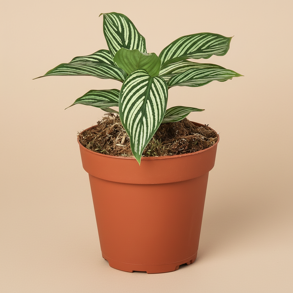 Calathea 'Vittata'