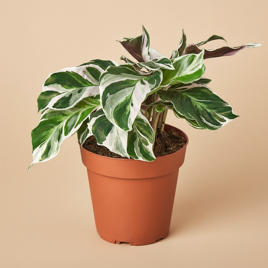 Calathea 'White Fusion'