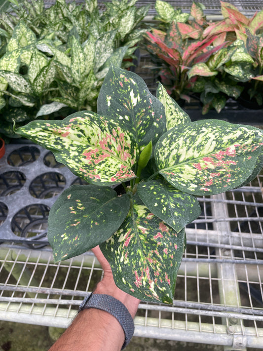 Aglaonema 'Wishes'