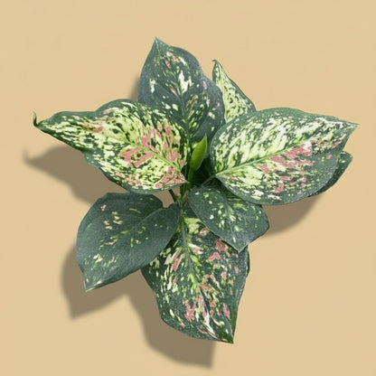 Chinese Evergreen 'Wishes'