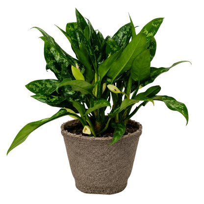 Chinese Evergreen 'Maria'