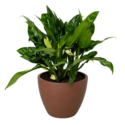 Chinese Evergreen 'Maria'