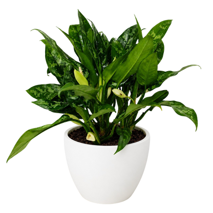 Chinese Evergreen 'Maria'
