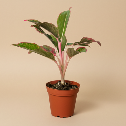 Chinese Evergreen 'Red Siam'