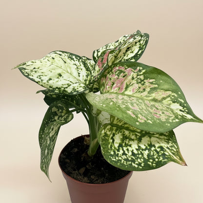 Chinese Evergreen 'Wishes'