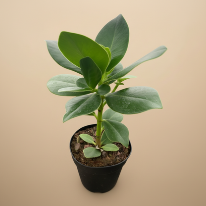 Clusia 'Princess' (Autograph Plant)