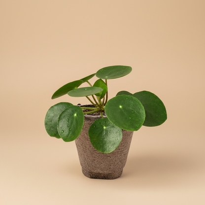 Pilea Peperomioides 'Chinese Money'