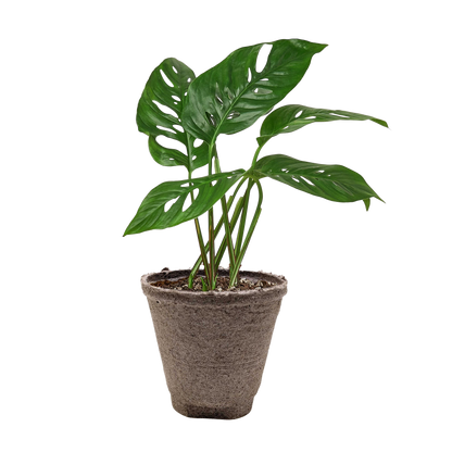 Monstera Adansonii 'Swiss Cheese'