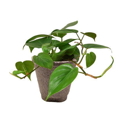 Philodendron Cordatum Heartleaf