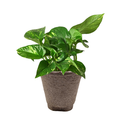 Pothos 'Golden'