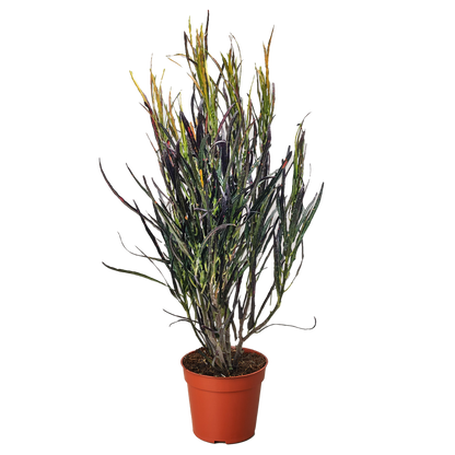 Codiaeum variegatum 'Picasso's Paintbrush'