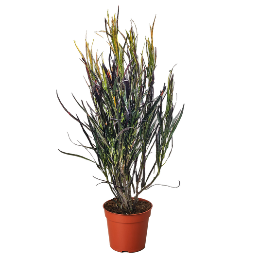 Codiaeum variegatum 'Picasso's Paintbrush'