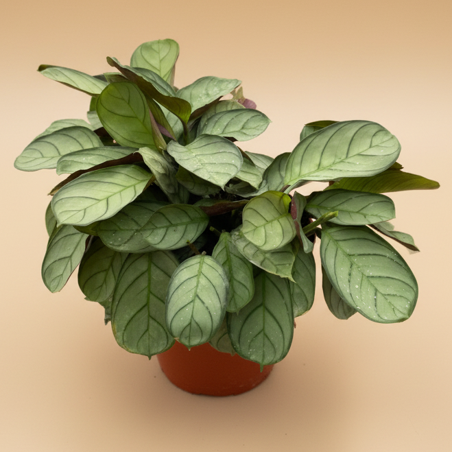 Ctenanthe burle-marxii 'Amagris'