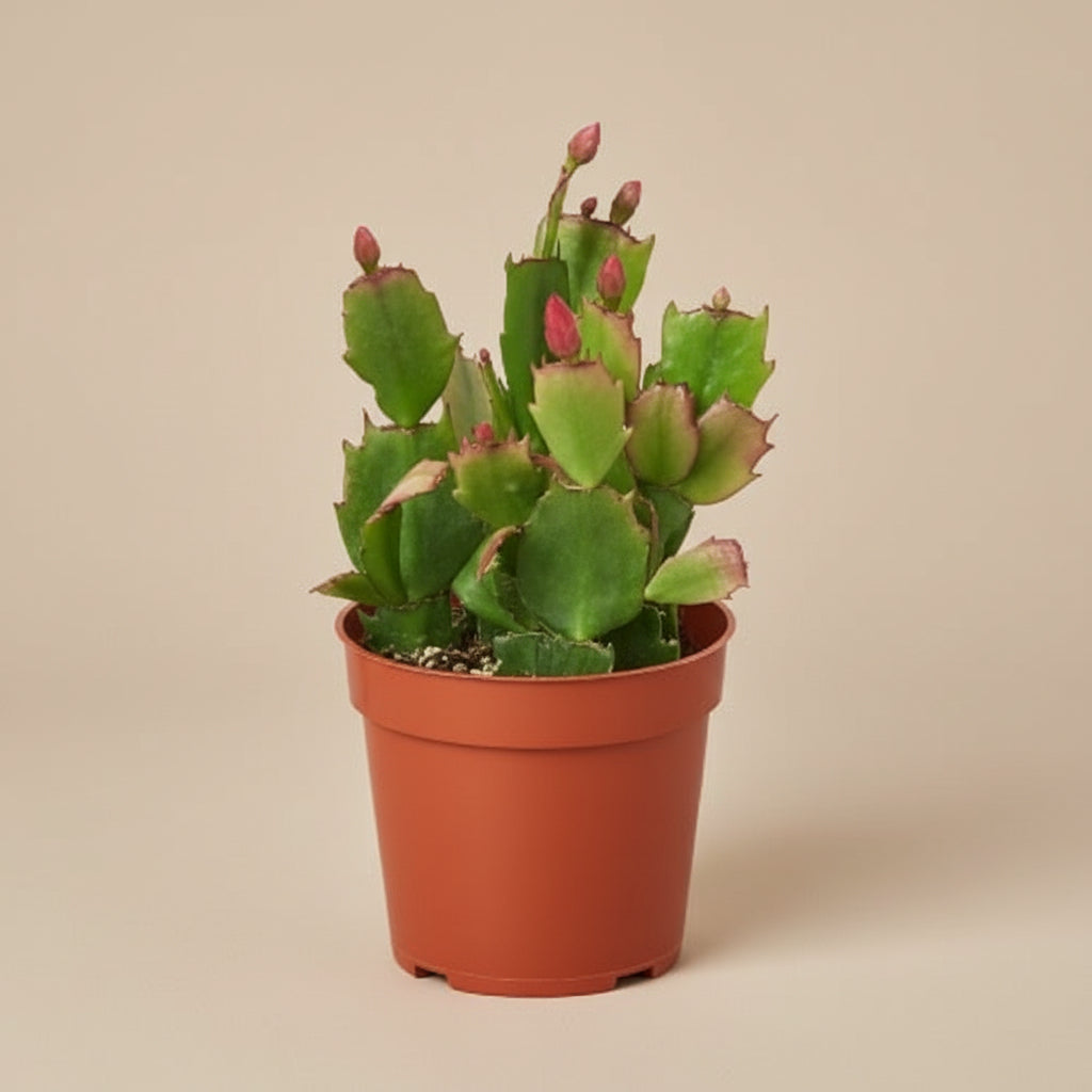 Zygocactus 'Christmas Cactus'