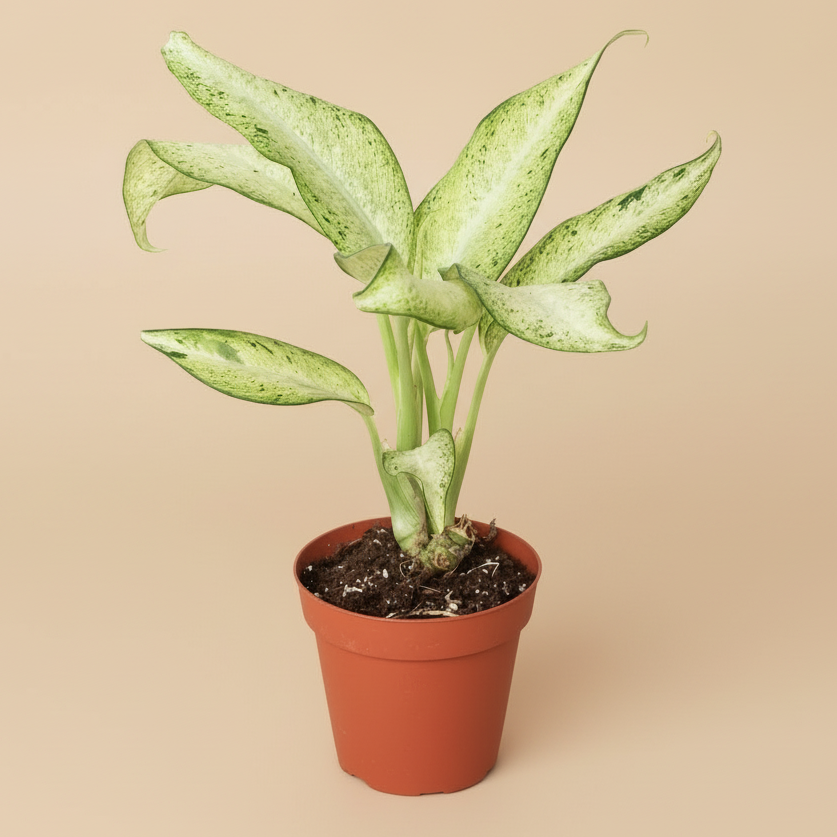 Dieffenbachia 'Camouflage'