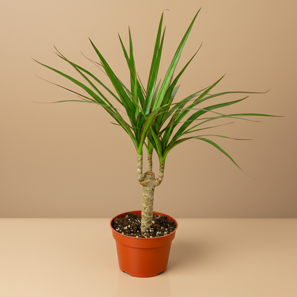 Dracaena 'Marginata Cane'
