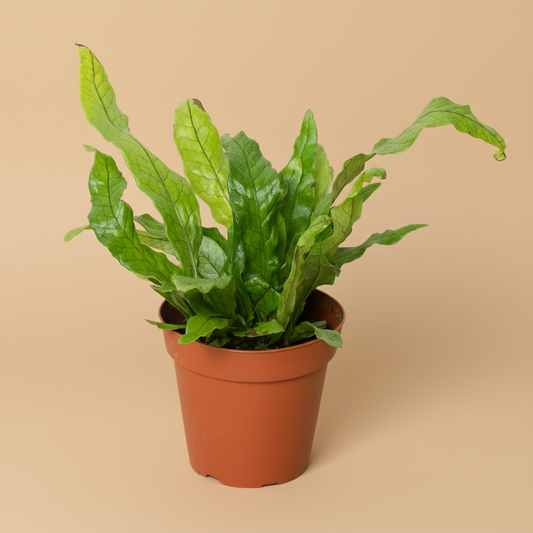 Fern 'Crocodile'