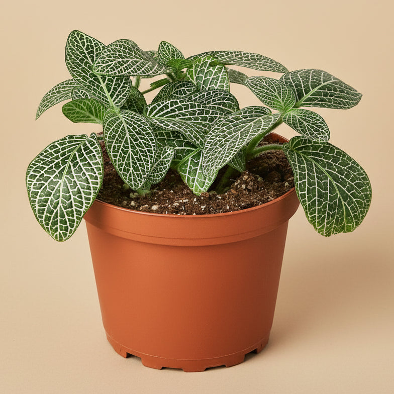 Fittonia 'White Nerve Plant'