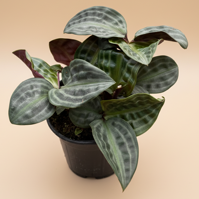 Geogenanthus 'Seersucker'