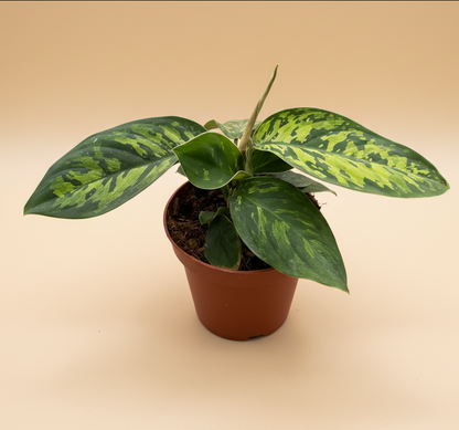 Homalomena 'Camouflage'