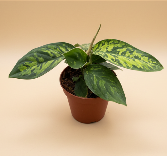 Homalomena 'Camouflage'