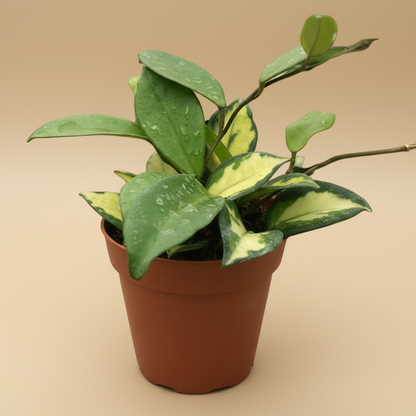 Hoya Carnosa 'Krimson Princess'