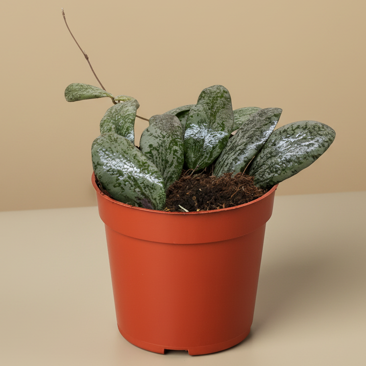 Hoya Sigillatis Round