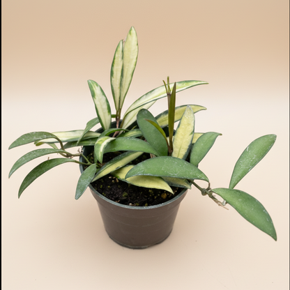 Hoya Wayetii Variegated