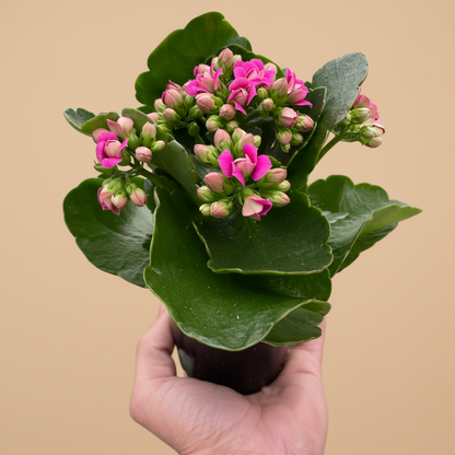 Kalanchoe