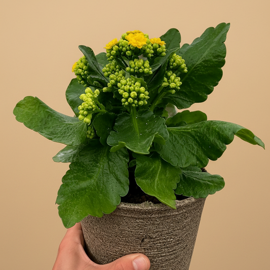 Kalanchoe 'Blossfeldiana'