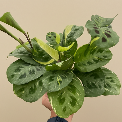 Maranta Variegated 'Beauty Kim'