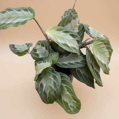 Maranta 'Silver Band'