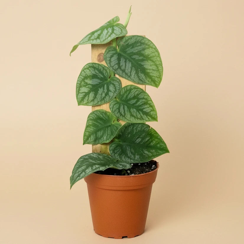 Monstera 'Dubia' (Shingle Plant)