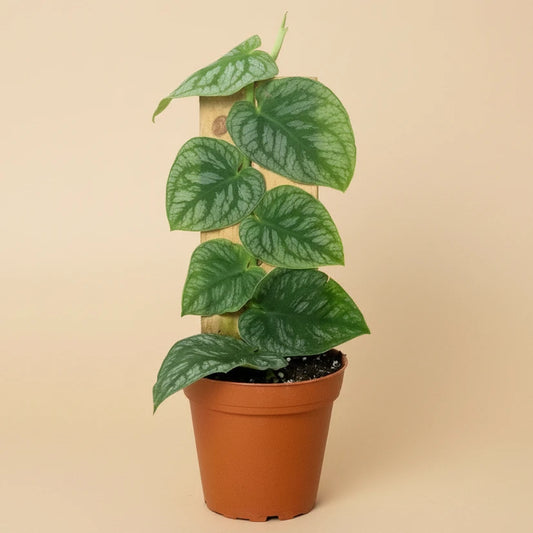 Monstera 'Dubia' (Shingle Plant)