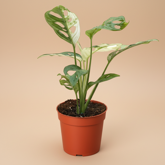 Monstera Adansonii 'Swiss Cheese Variegated'