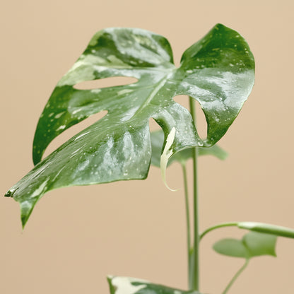 Monstera 'Thai Constellation'