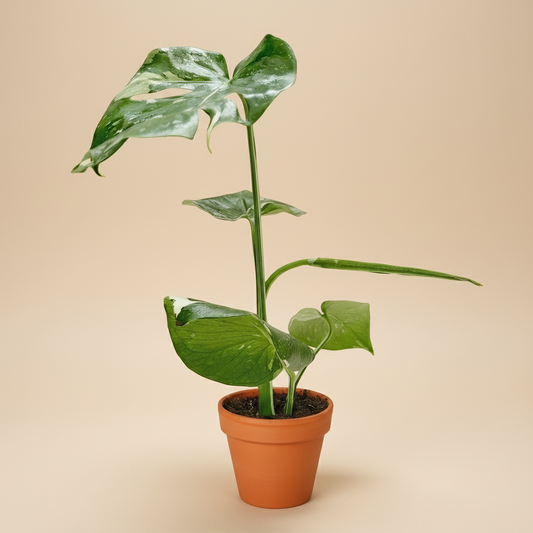Monstera 'Thai Constellation'