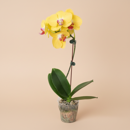 Orchid 'Yellow Phalaenopsis'