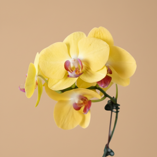 Orchid 'Yellow Phalaenopsis'