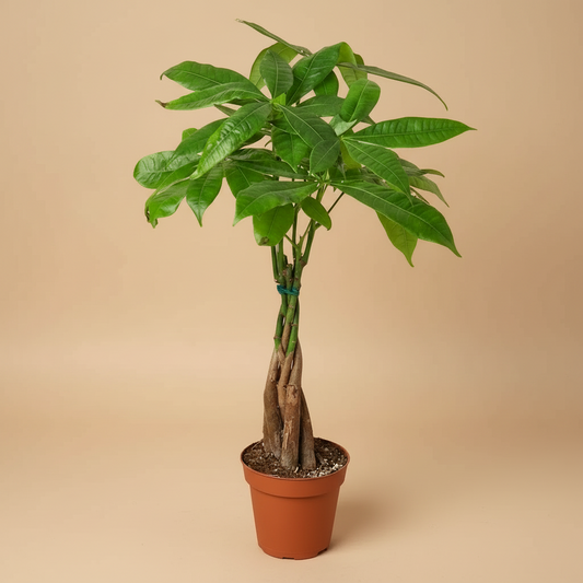 Money Tree 'Guiana Chestnut' Pachira Braid
