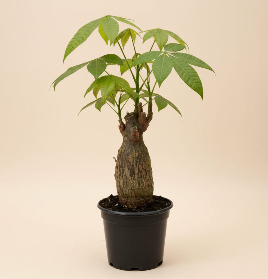 Money Tree 'Guiana Chestnut' Pachira Stump