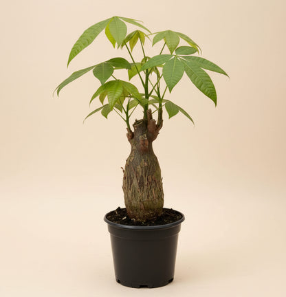 Money Tree 'Guiana Chestnut' Pachira Stump