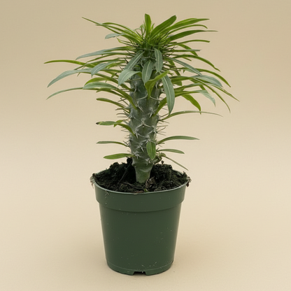 Pachypodium 'lamerei' (Madagascar Palm)