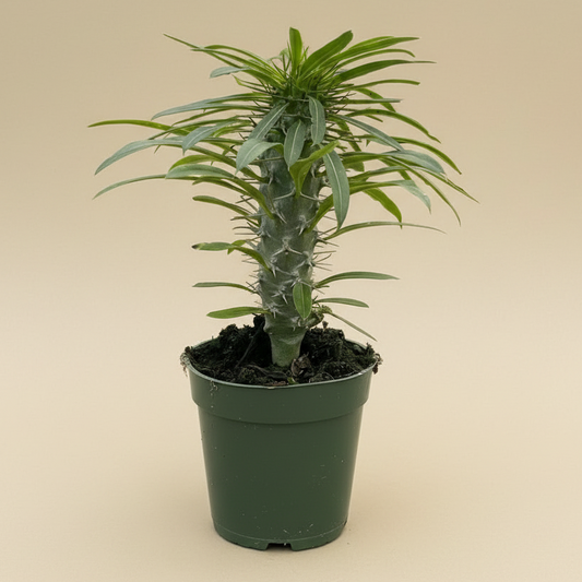 Pachypodium 'lamerei' (Madagascar Palm)